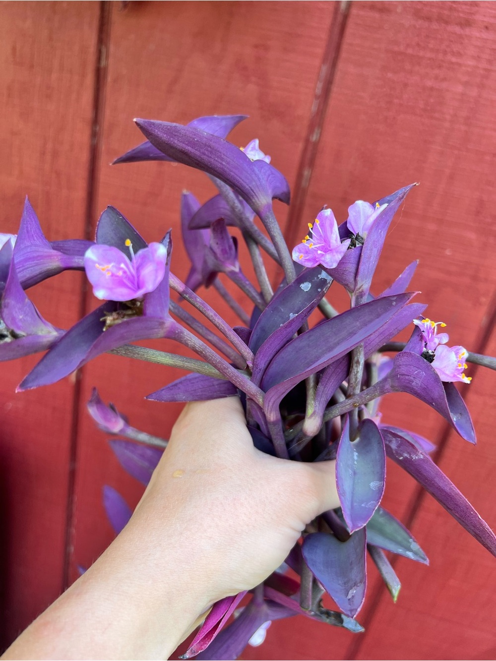 Purple Heart Tradescantia 3 cuttings unrooted